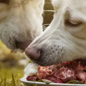 yummy_barf_nourriture_animale